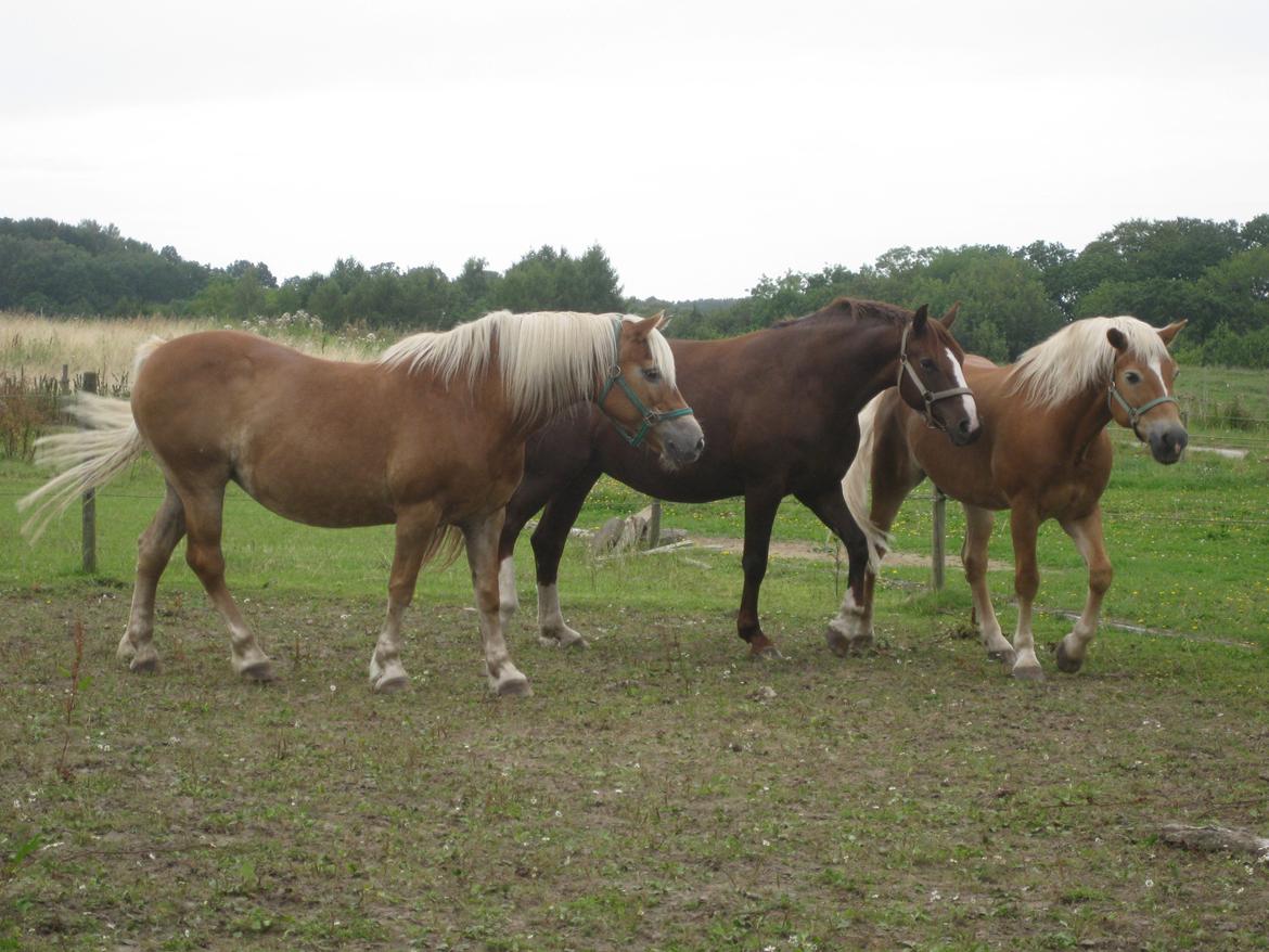 Haflinger Nebiolo - Lotchen, Sussie og Nebiolo. August 2015. billede 8