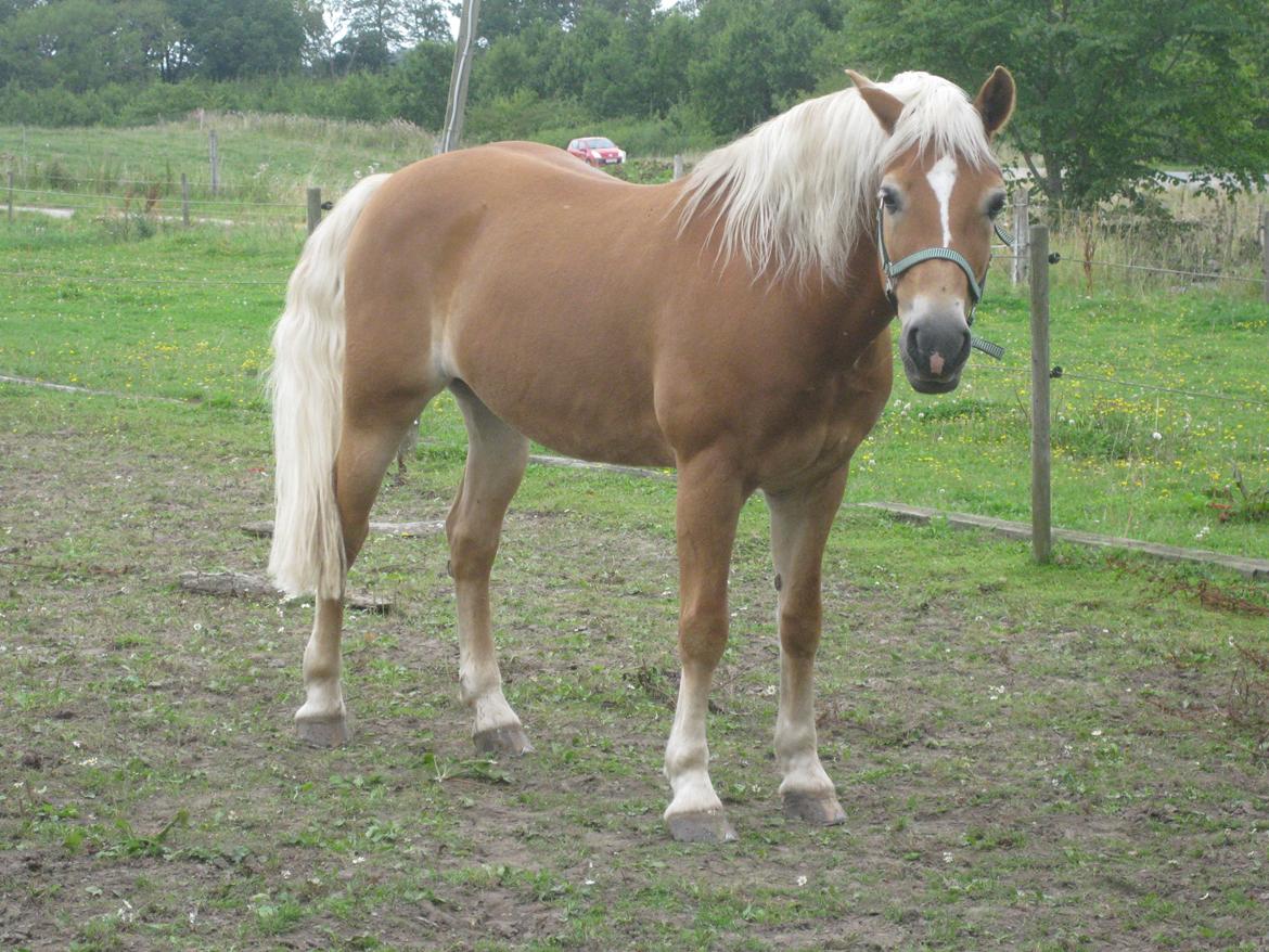 Haflinger Nebiolo billede 9