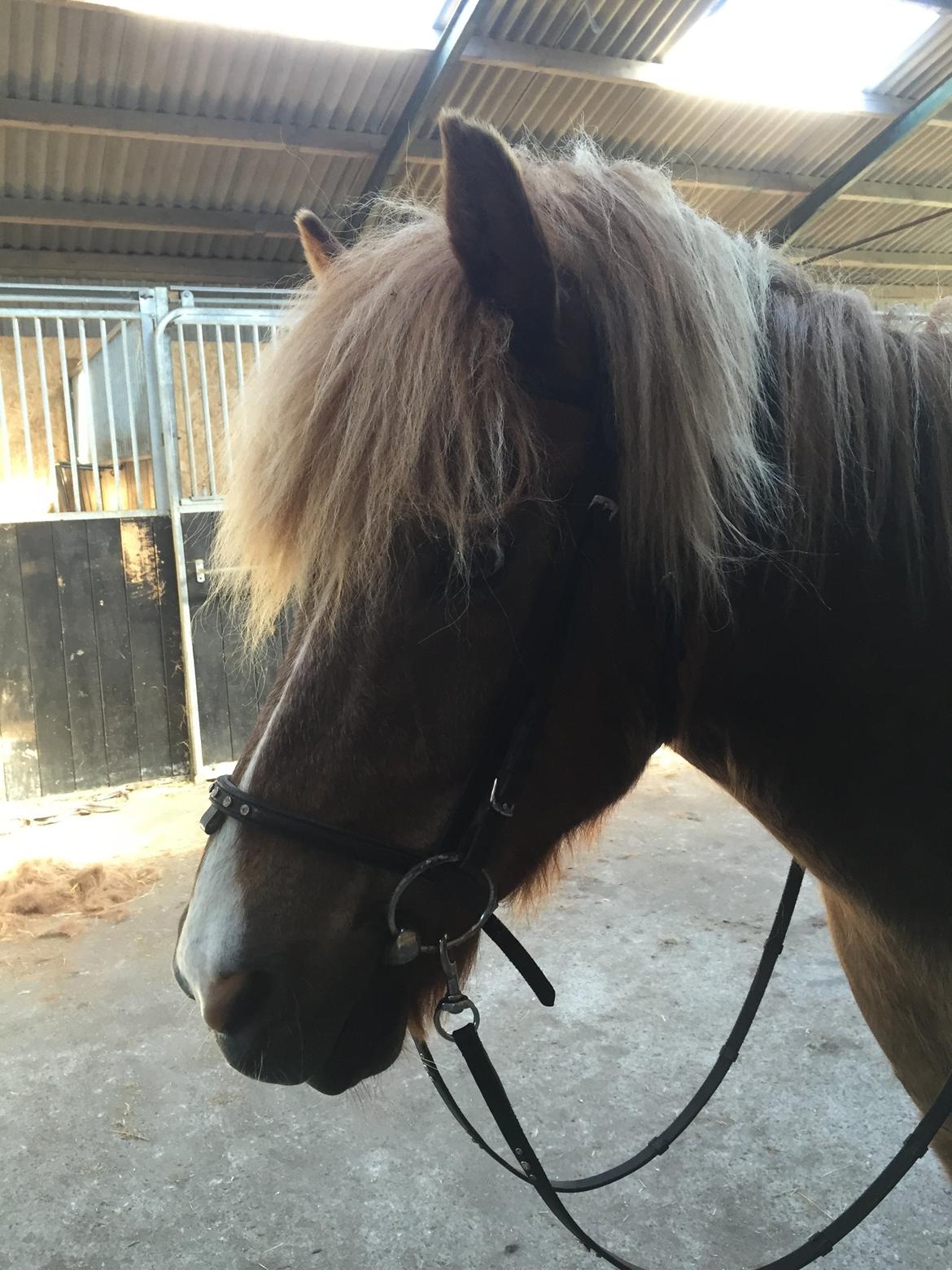 Islænder Kyndill nr. felding billede 11