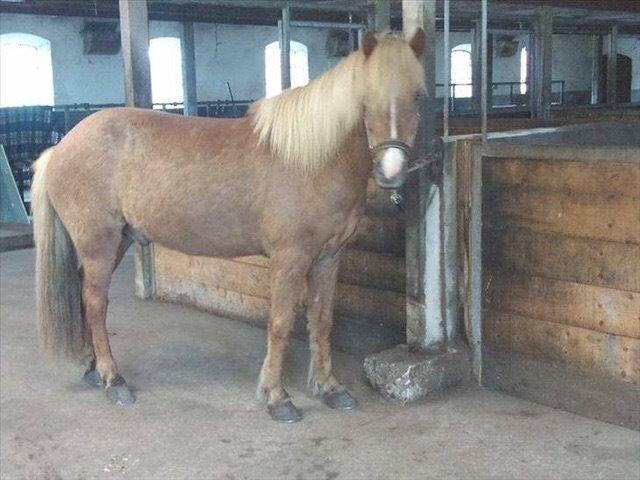 Islænder Kyndill nr. felding billede 13