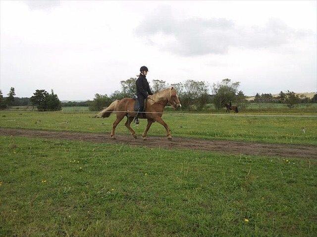 Islænder Kyndill nr. felding billede 14