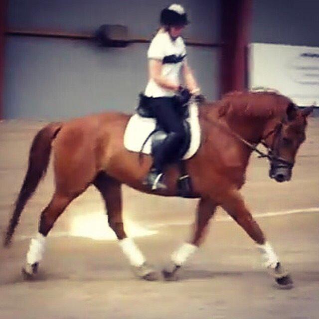 Knabstrupper APFA billede 2