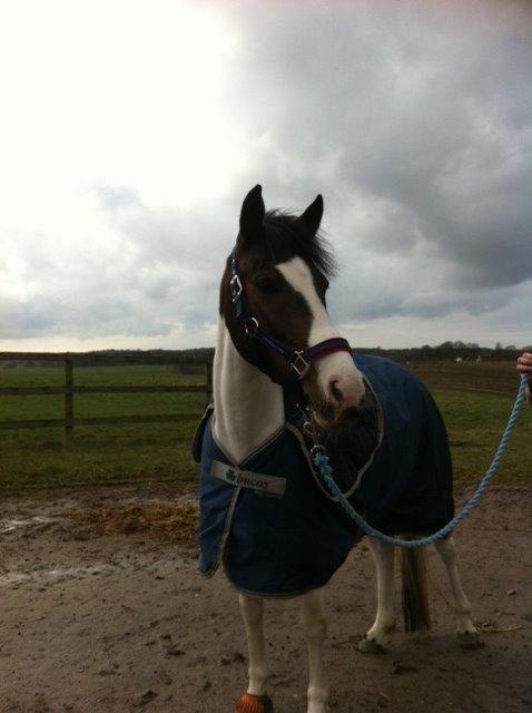 Anden særlig race Soya - HGS billede 11