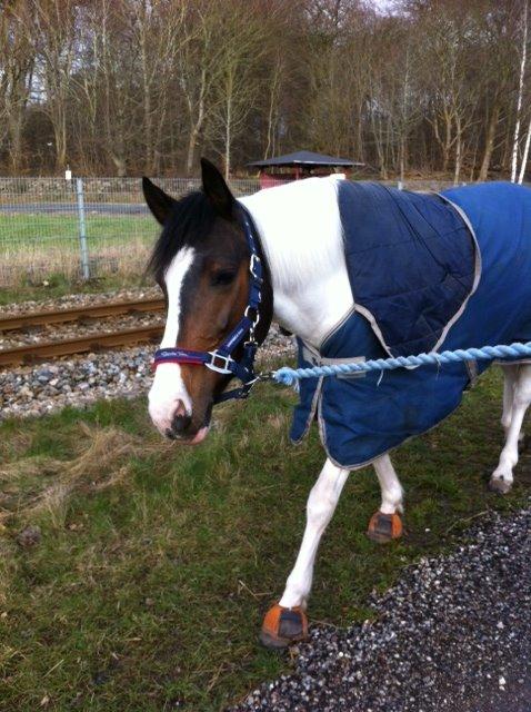 Anden særlig race Soya - HGS billede 12