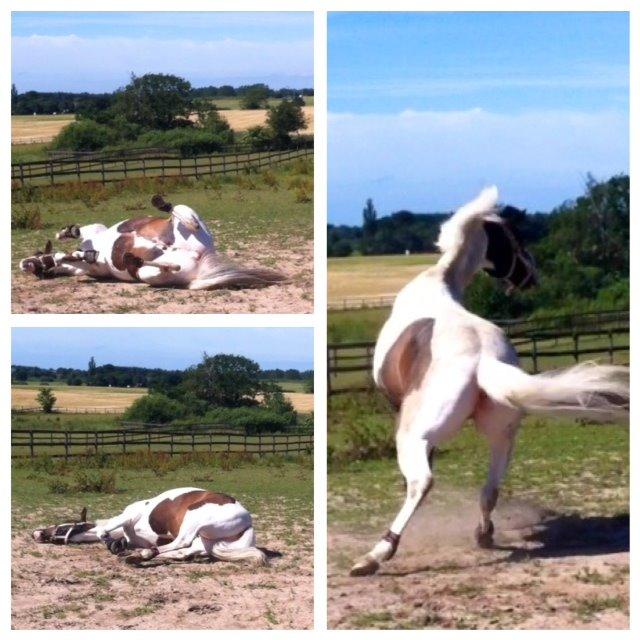 Anden særlig race Soya - soya på fold billede 14