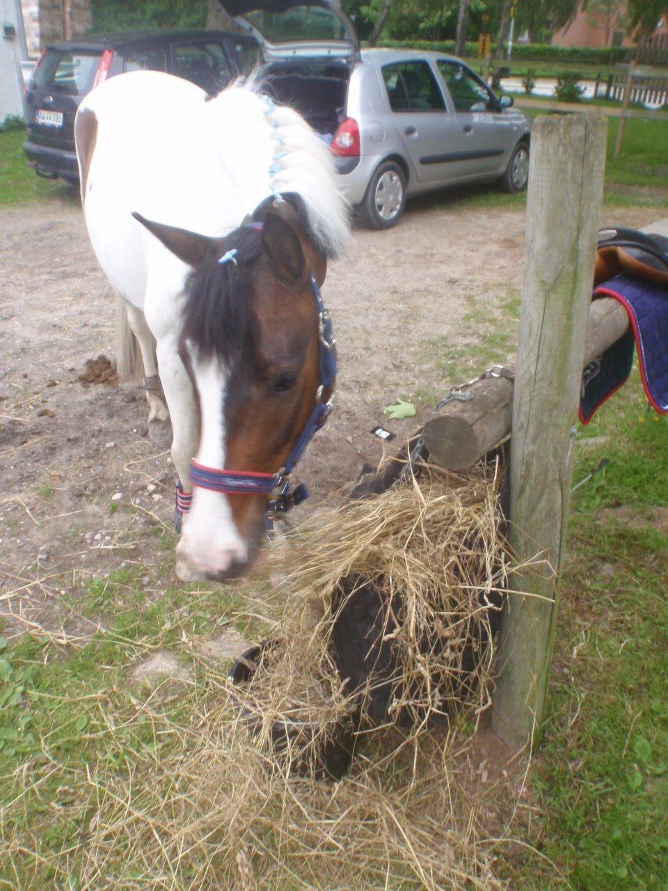 Anden særlig race Soya billede 19