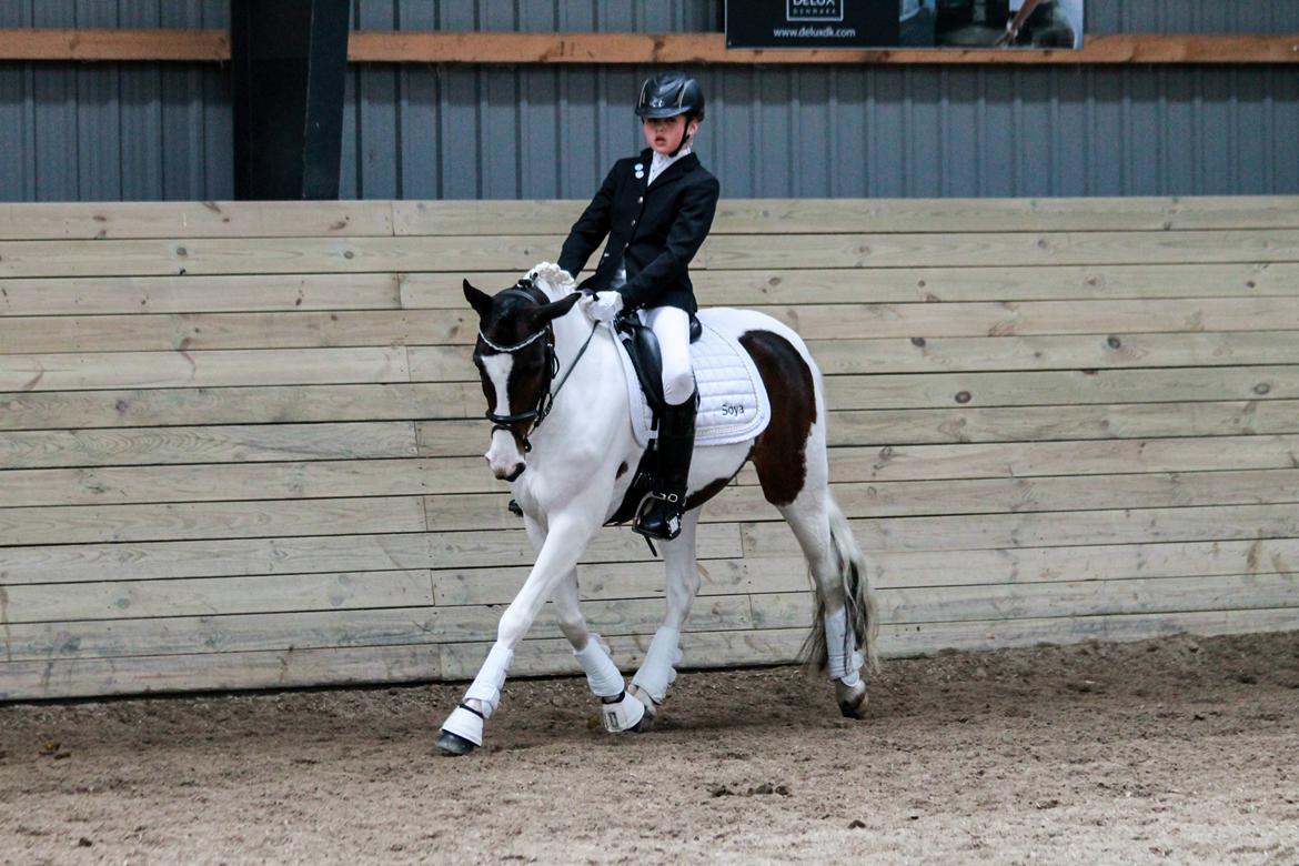 Anden særlig race Soya - LB  billede 2