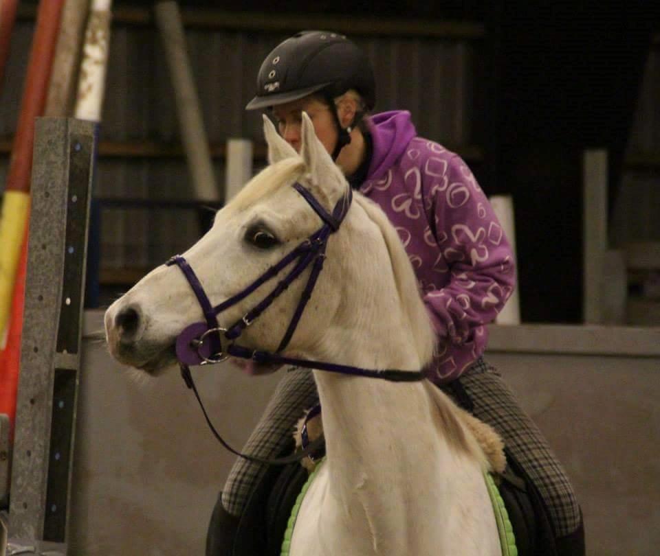 Arabisk fuldblod (OX) Demand ox billede 3