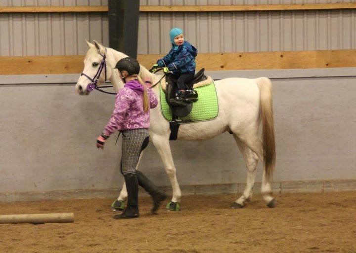 Arabisk fuldblod (OX) Demand ox billede 2