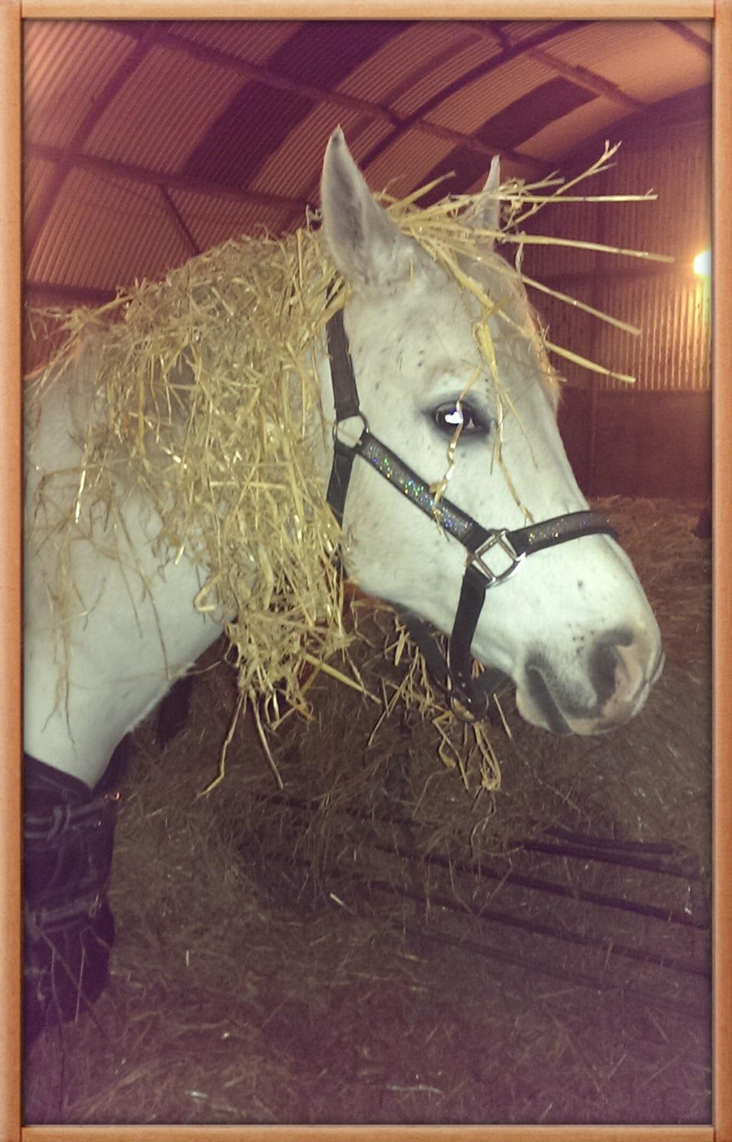 Arabisk fuldblod (OX) Demand ox billede 13