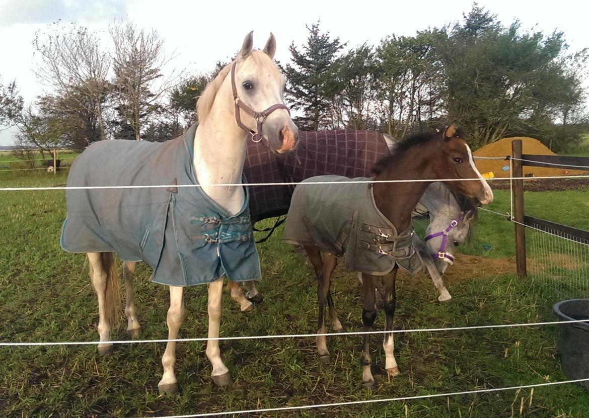 Arabisk fuldblod (OX) Demand ox billede 12