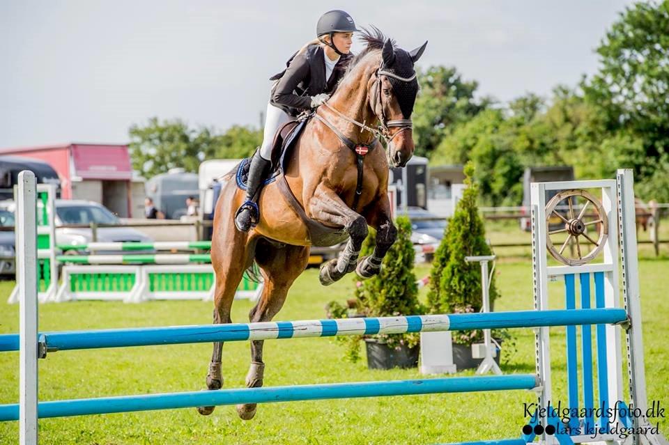 Dansk Varmblod FIGHTER - Stævne Allerupgaard, august 2015 billede 3