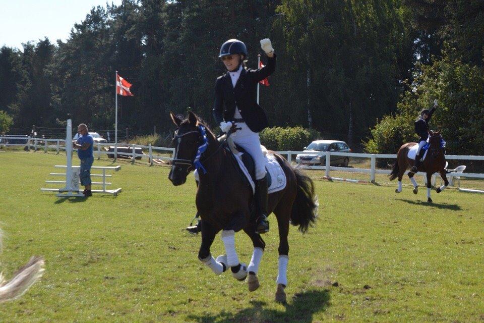 New Forest Iris B-PONY billede 1
