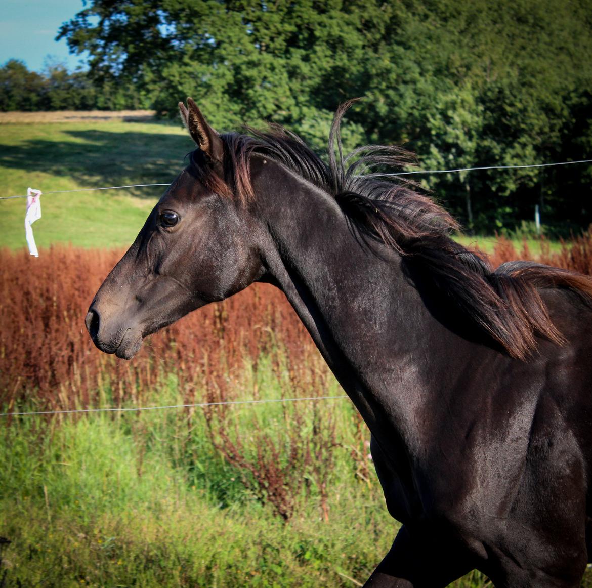 Dansk Varmblod Dubai billede 18