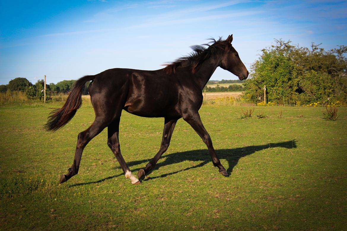 Dansk Varmblod Dubai billede 30