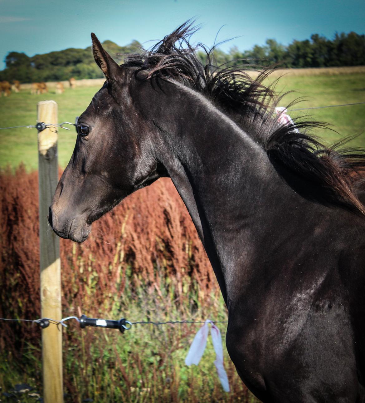 Dansk Varmblod Dubai billede 3