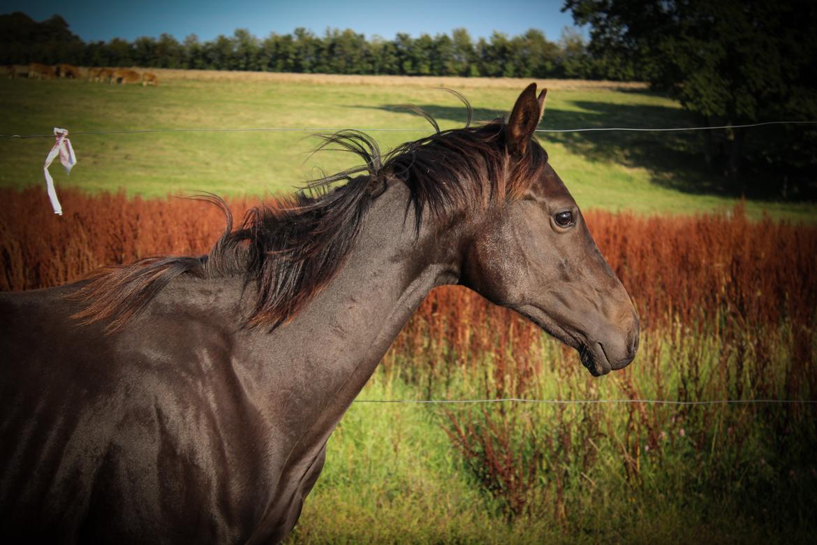 Dansk Varmblod Dubai billede 33