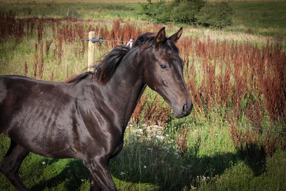 Dansk Varmblod Dubai billede 1