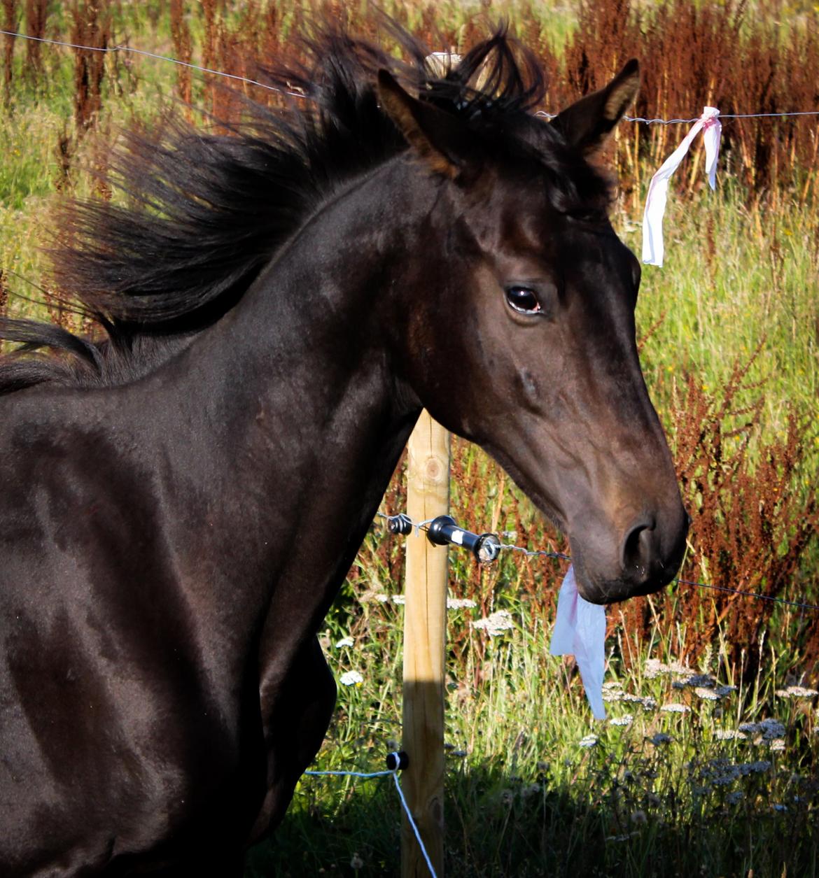 Dansk Varmblod Dubai billede 19