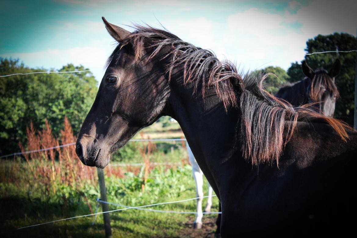 Dansk Varmblod Dubai billede 25