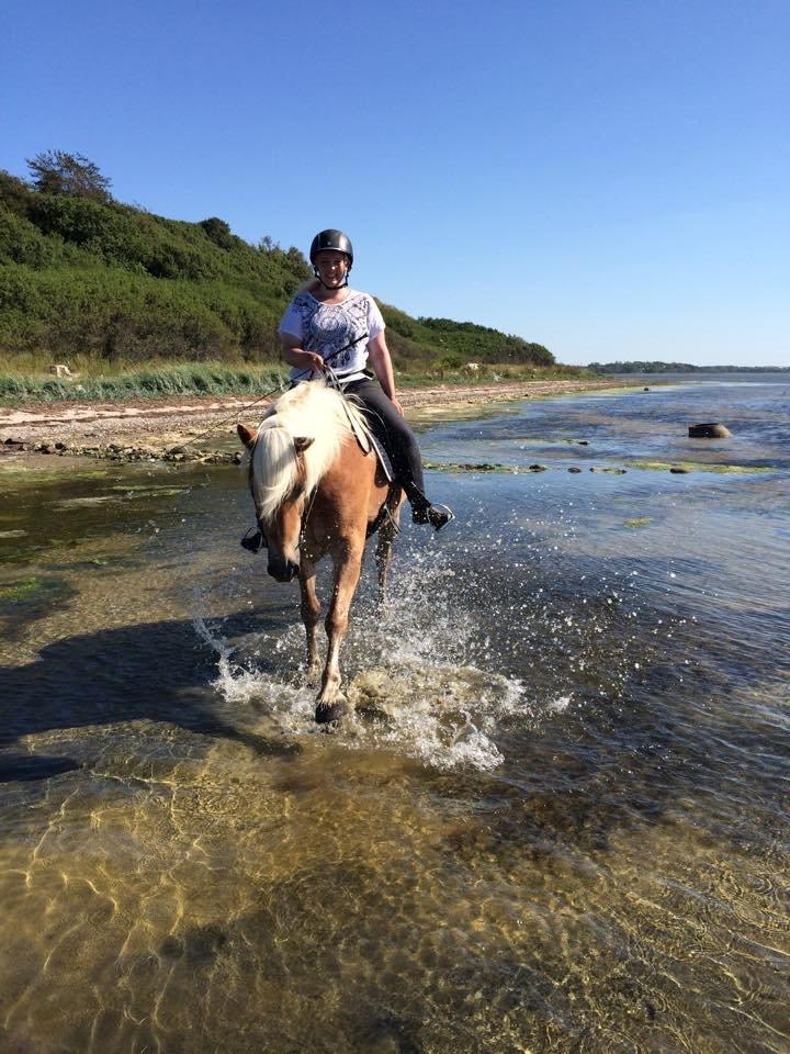 Tyroler Haflinger Wesli billede 15