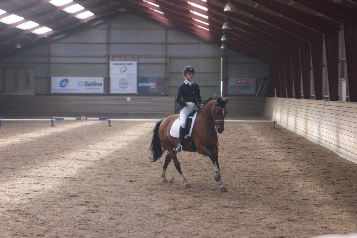 Tysk Sportspony Kavsgaards Geisha billede 16