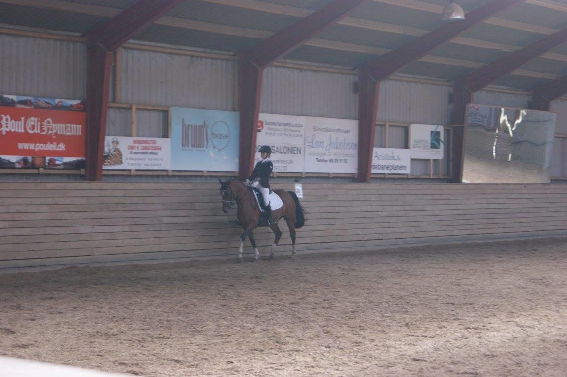 Tysk Sportspony Kavsgaards Geisha billede 10