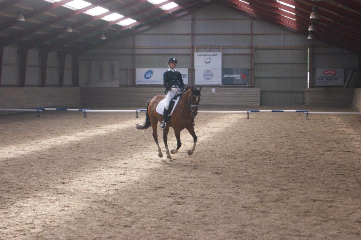 Tysk Sportspony Kavsgaards Geisha billede 3