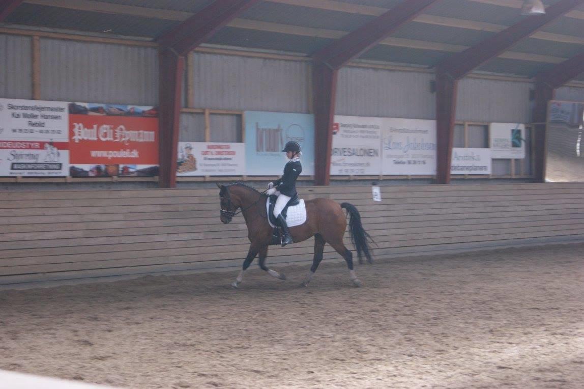 Tysk Sportspony Kavsgaards Geisha billede 7