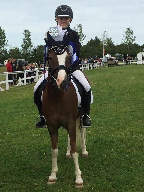 Welsh Pony (sec B) Den deel´s Romeo Savnet - Distriktmesterskab 2015 vi blev nummer 2 til 66,198 Jeg er STOLT<3 billede 13