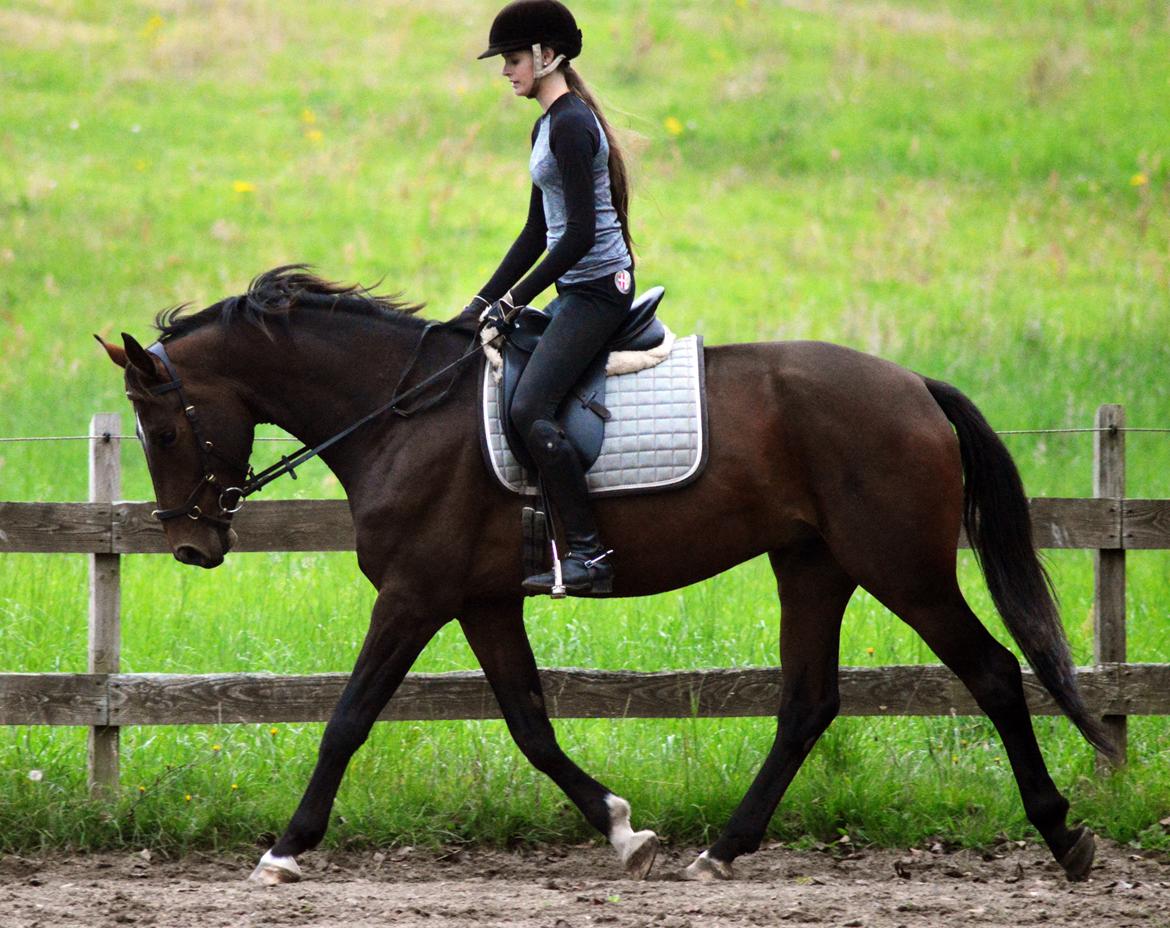 Anden særlig race Jackson Landie billede 23