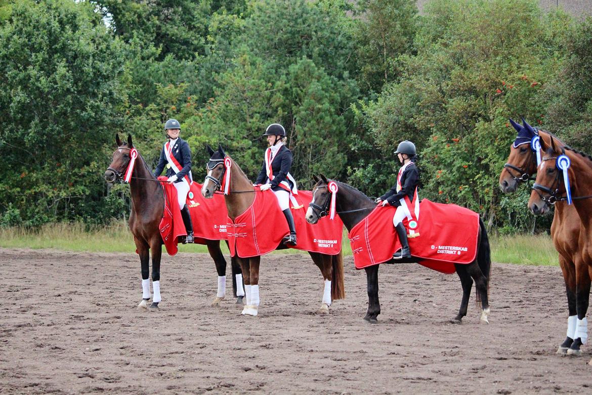 Dansk Varmblod Aalykkes Raffinessa - Vinder af Distrikt 9 Mesterskab for hold - dressur billede 11