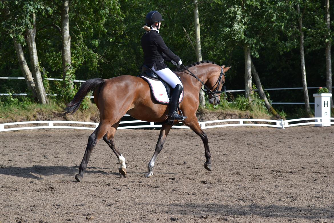 Dansk Varmblod Pierage billede 5