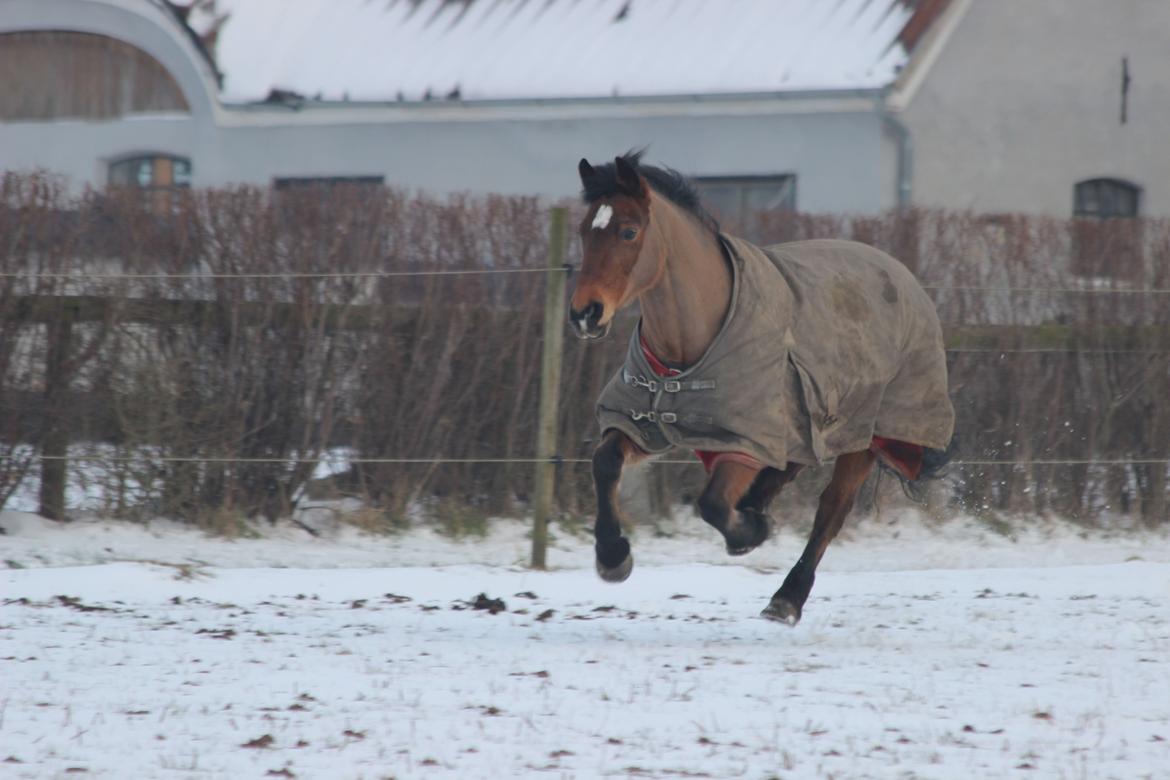 Anden særlig race Dina billede 11