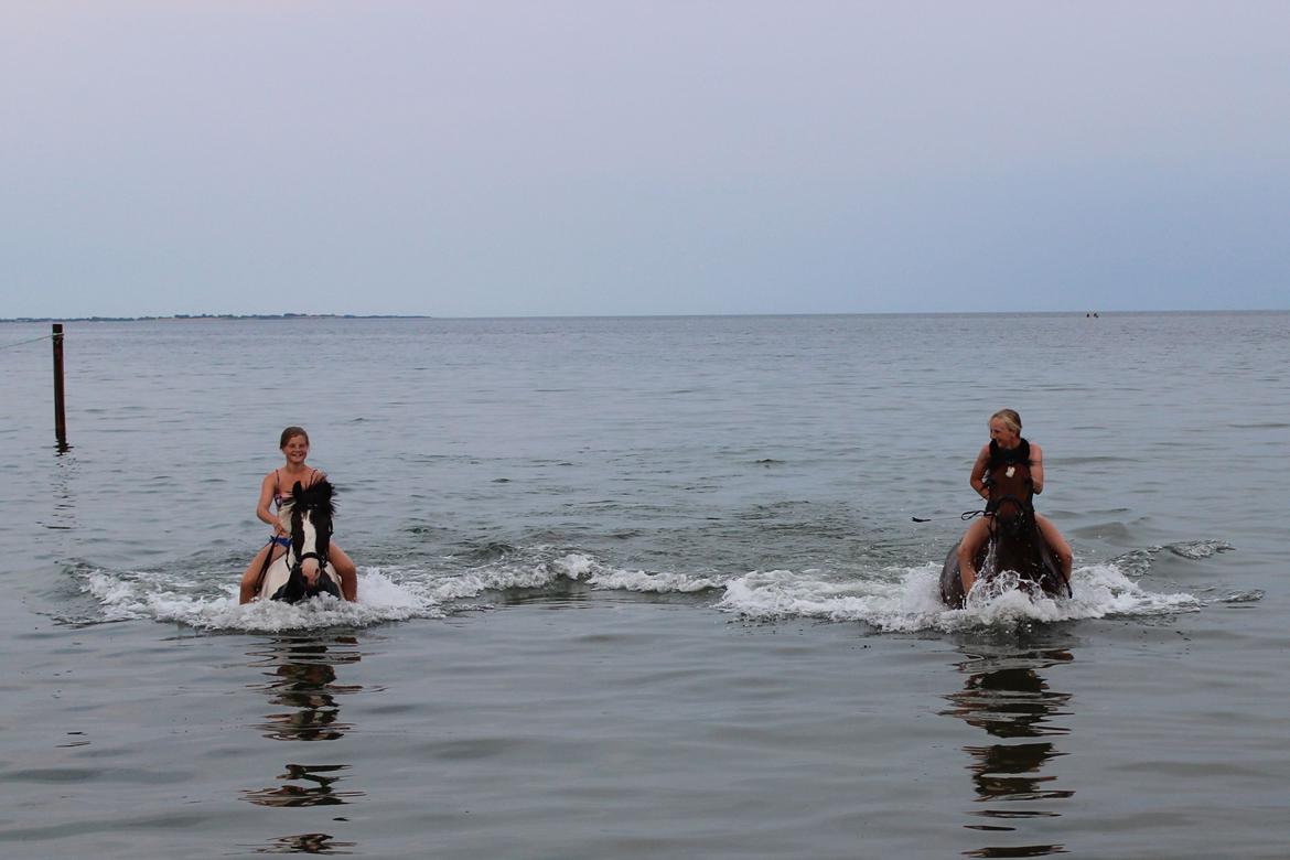 Anden særlig race Dina billede 6