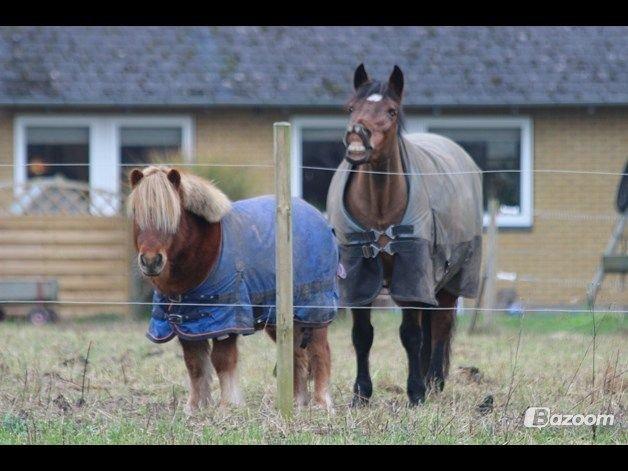 Anden særlig race Dina billede 8