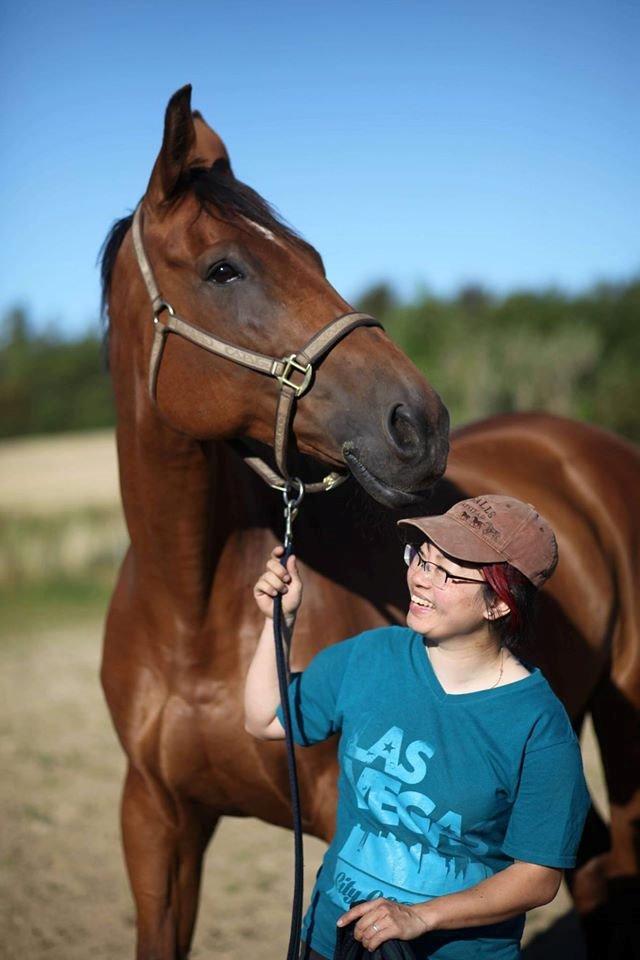 Dansk Varmblod Cheval billede 18