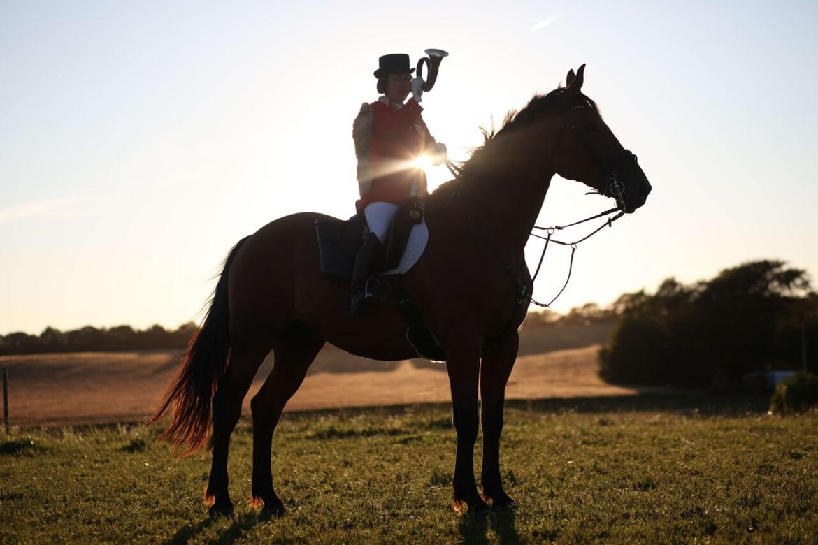 Dansk Varmblod Cheval billede 16