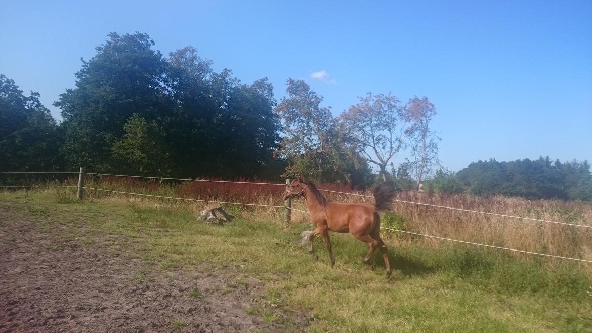 Arabisk fuldblod (OX) E'leganzy OX 6021 *SOLGT* billede 20