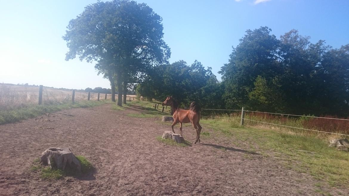 Arabisk fuldblod (OX) E'leganzy OX 6021 *SOLGT* billede 21