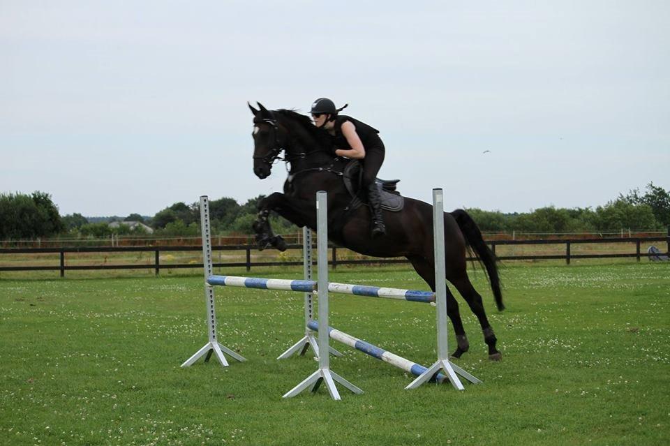 Hollandsk Varmblod Coberlina T billede 19