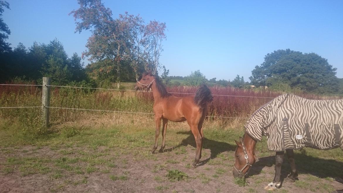 Arabisk fuldblod (OX) E'leganzy OX 6021 *SOLGT* billede 22