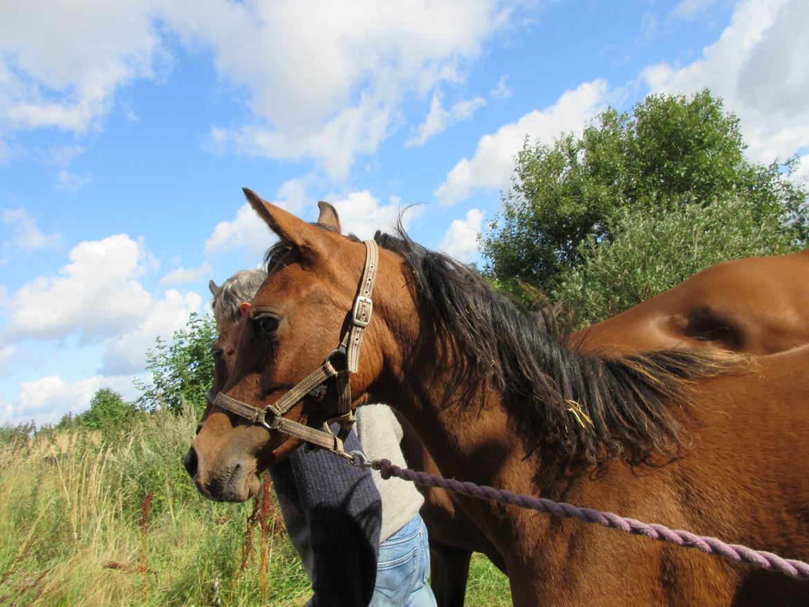 Arabisk fuldblod (OX) E'leganzy OX 6021 *SOLGT* billede 23