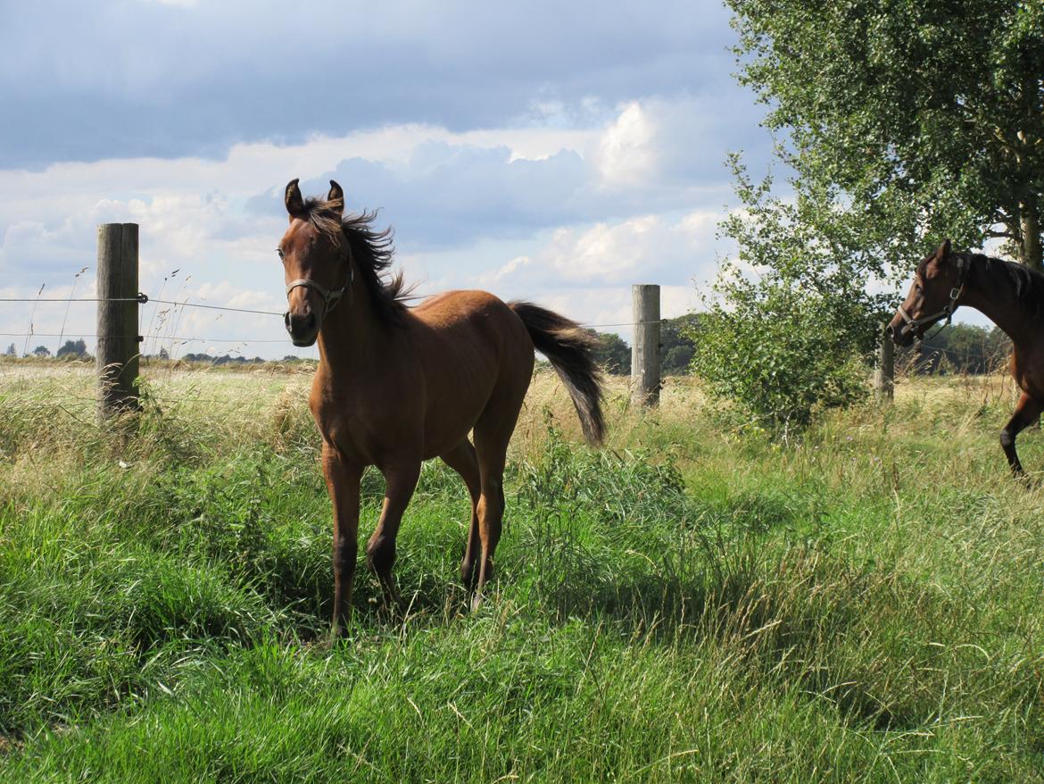 Arabisk fuldblod (OX) E'leganzy OX 6021 *SOLGT* billede 24