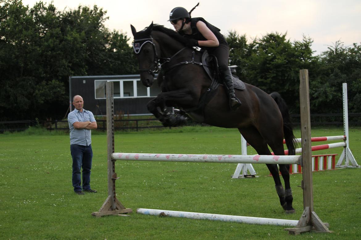 Hollandsk Varmblod Coberlina T billede 15