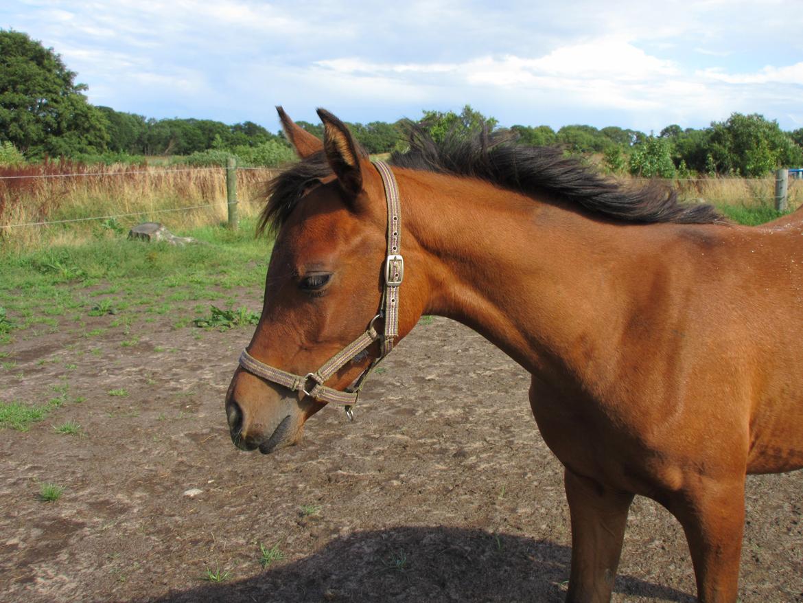 Arabisk fuldblod (OX) E'leganzy OX 6021 *SOLGT* billede 25