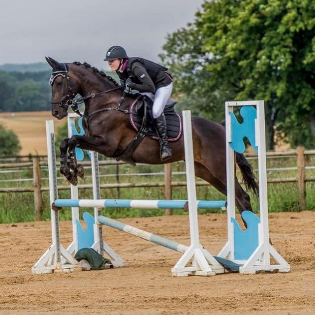 Hollandsk Varmblod Coberlina T billede 1