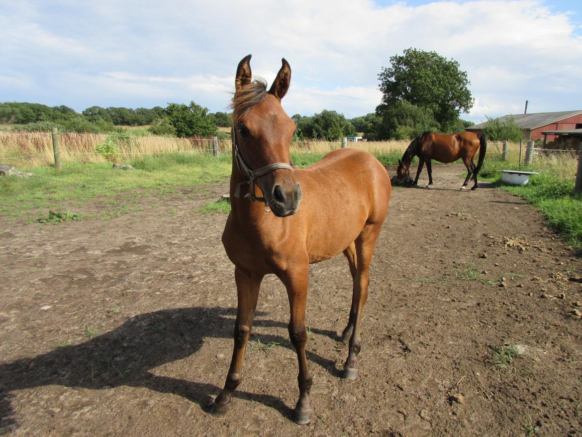 Arabisk fuldblod (OX) E'leganzy OX 6021 *SOLGT* billede 26