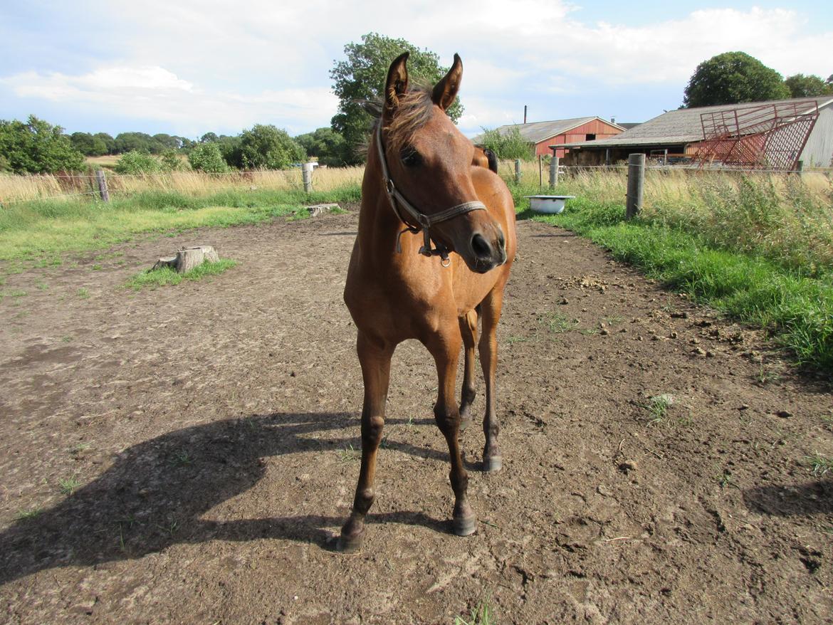 Arabisk fuldblod (OX) E'leganzy OX 6021 *SOLGT* billede 27