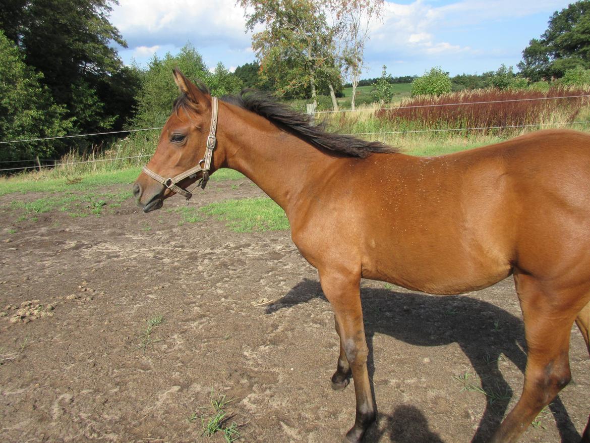 Arabisk fuldblod (OX) E'leganzy OX 6021 *SOLGT* billede 28